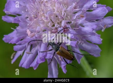 Male Red-brown Longhorn Beetle, Stictoleptura rubra, on Field Scabious flower.