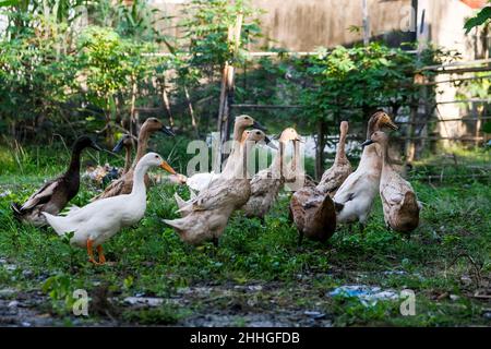 a group of ducks looking for food in the grass, Defocused, background, abstract, Stock Photo