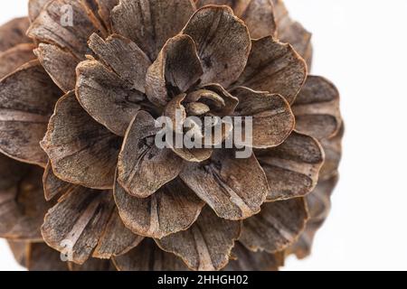 extreme close up of a larch cone on white background Stock Photo