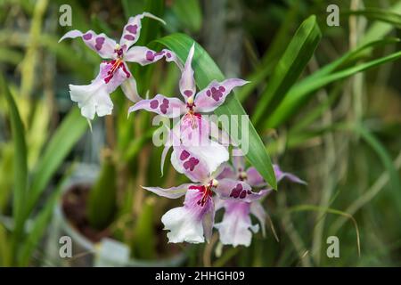 Beautiful Orchid flower on green background. Stock Photo