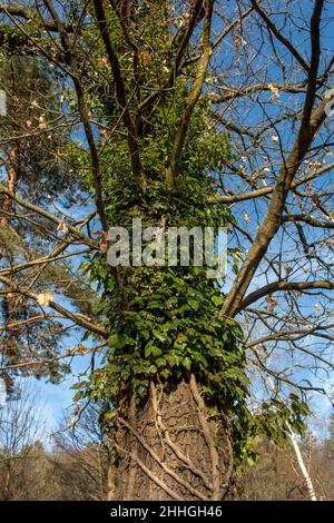 Common Ivy (Hedera helix) clinging on a tree trunk in the forest. The plant is also known as English or European ivy. Stock Photo