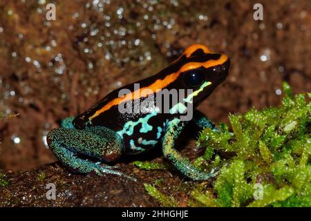 Gestreifter Blattsteiger, Gestreifter Pfeilgiftfrosch, golfodulcean
