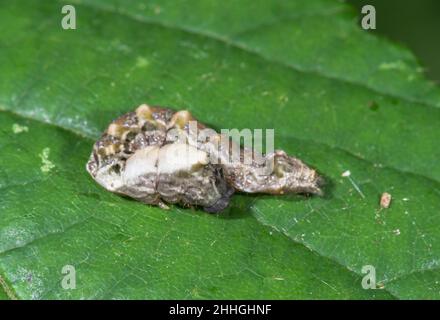 Bird Dropping Poo Mimic Caterpillar of Peach Blossom Moth (Thyatira batis), Drepanidae. Sussex, UK Stock Photo