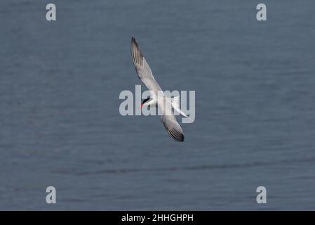 Common Tern Stock Photo