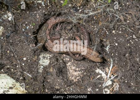 Common Viviparous Lizard Brumating under a rock Hibernation (Zootoca vivipara), Lacertidae. Sussex, UK Stock Photo