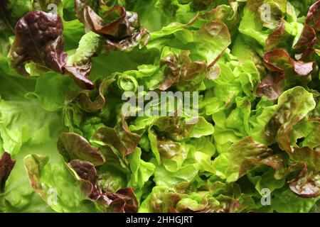 Ruby Red Leaf Lettuce background photo Stock Photo
