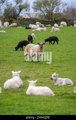 Flock of sheep in an Anglesey field look at the camera Stock Photo - Alamy