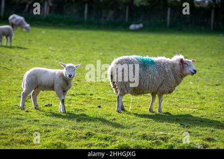 Mother Ewe leeds her lamb across an Anglesey field who stands looking at the camera Stock Photo