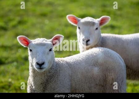 Twin lambs stand in a field looking at the camera Stock Photo