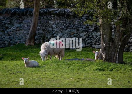 Mother Ewe grazes at the edge of a field while her twin lambs lie down and look at the camera - one behind a tree Stock Photo