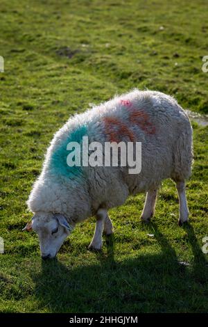 Flock of sheep in an Anglesey field look at the camera Stock Photo - Alamy
