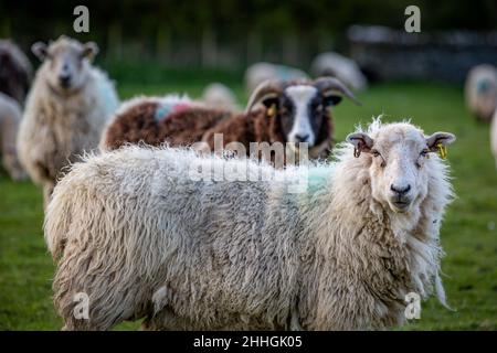 Flock of sheep in an Anglesey field look at the camera Stock Photo - Alamy