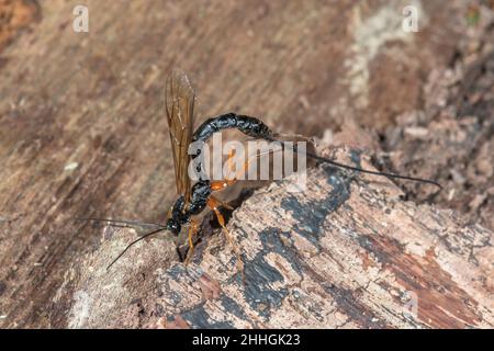 Large Parasitic Darwin Wasp (Dolichomitus cf tuberculatus), Pimplinae ...