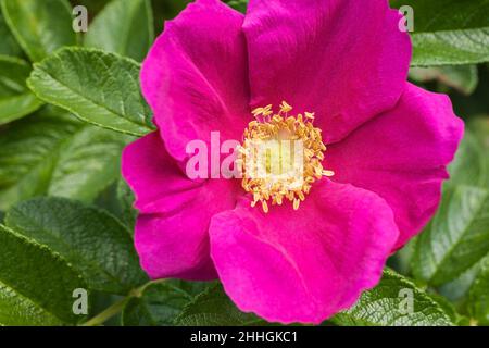 Rosa rugosa - Hedgehog Rose in summer. Stock Photo