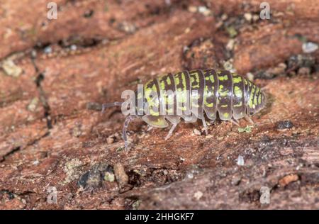 Painted Woodlouse (Armadillidium pictum), Armadillidiidae. Germany Stock Photo
