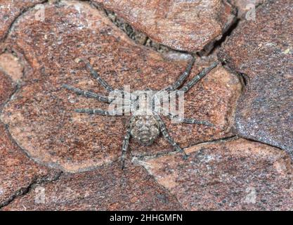 Rare Running Crab Spider on Pine (Philodromus emarginatus), Philodromidae. Sussex Stock Photo