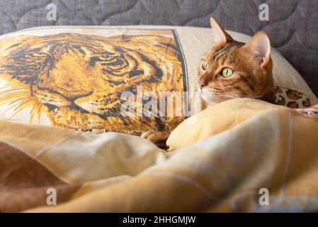 Beautiful bengal cat sleeps on yellow bedding in the bedroom Stock Photo