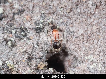 Small Velvet Ant Female (Smicromyrme rufipes), Mutillidae. Sussex, UK Stock Photo
