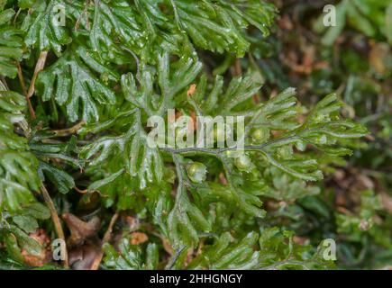 Frond of Tunbridge Filmy Fern (Hymenophyllum tunbrigense), Hymenophyllaceae. Sussex, UK Stock Photo