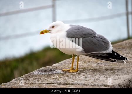 Lonely seagull standing on the stone fence, above the sea at the old town of Rovinj, Croatia Stock Photo
