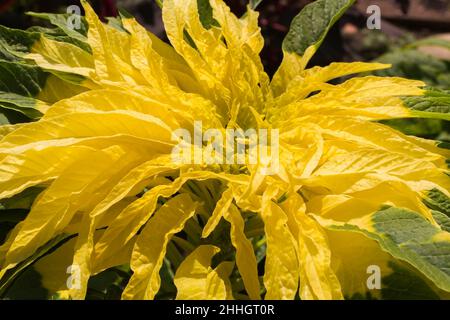 Brassica chinensis rapa 'Asian Delight' - Bok Choy in summer. Stock Photo