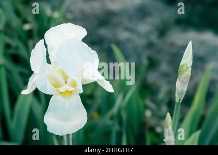 Gorgeous inflorescence of white flower of Siberian iris Snow queen blossoming and buds in spring garden. Nature, spring, flower, garden, botany, horti Stock Photo