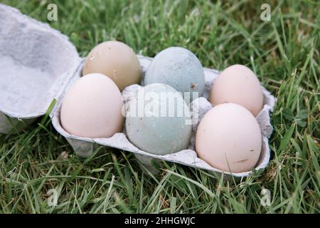 Free range eggs in carton on grass Stock Photo
