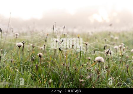 Spiderwebs on grass and wildflowers in meadow Stock Photo