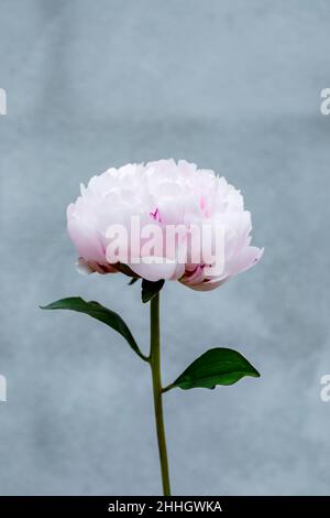 Close-up of single pale pink peony flower Stock Photo