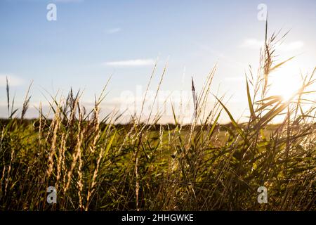 Sun shining through grass growing in field Stock Photo