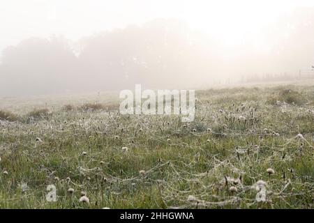 Spiderwebs on grass and wildflowers in meadow at sunrise Stock Photo