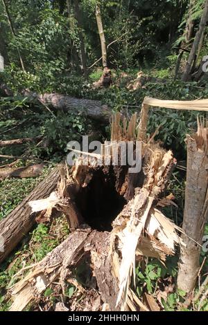 hohler Baumstamm, vom Sturm gefällt; vermutlich wäre er auch über kurz oder lang von selbst umgefallen * hollow stump of a broken tree after a storm Stock Photo