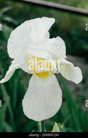Gorgeous inflorescence of white flower of Siberian iris Snow queen blossoming in garden. Nature, spring, gardening, postcard, botany, horticulture con Stock Photo