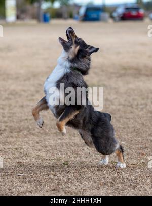 A jumping border collie at the park playing disc Stock Photo