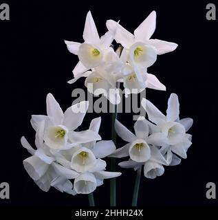 Three multi headed white Daffodils Stock Photo