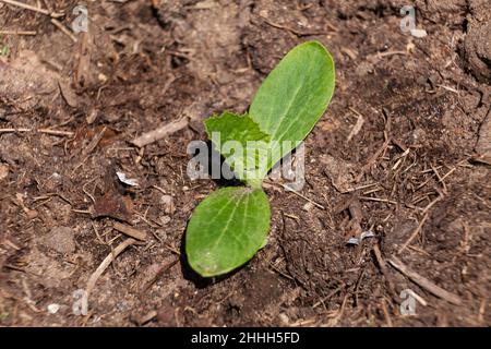 Young zucchini seedling with one true leaf growing on the ground Stock Photo