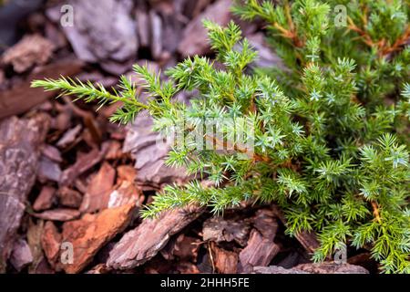 Branches of a young plant Juniperus squamata on a background of pine bark mulch Stock Photo