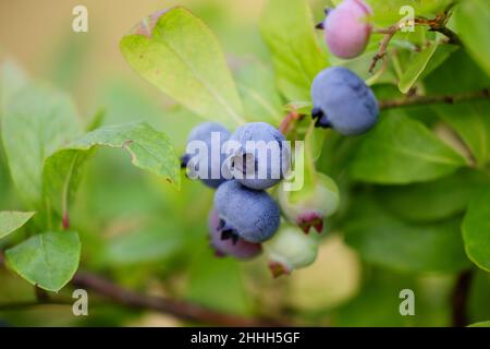 Northern highbush blueberry (Vaccinium corymbosum) with ripe berries Stock Photo