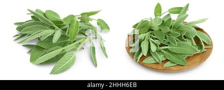fresh sage herb isolated on white background with full depth of field Stock Photo