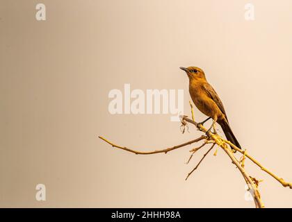 Brown Rock Chat perching on a plant and resting Stock Photo