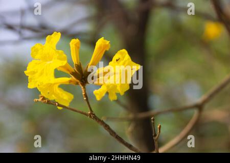 Handroanthus is a genus of flowering plants in family Bignoniaceae. Stock Photo