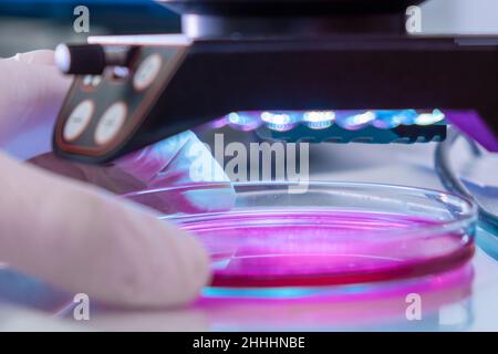 Microscope in a medical research center for analyzing sample. Scientist in rubber gloves testing samples in microchemical laboratory Stock Photo