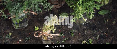 Kitchen background, banner, panorama - top view of bunches of fresh garden culinary herbs standing in jars on the table. Stock Photo