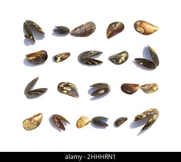 Set made of sea mussel shells, isolated on white background. Summer vacation concept near the sea Stock Photo
