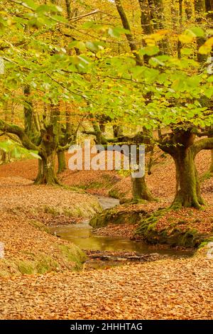 Hayedo de Otzarreta Stock Photo