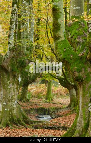 Hayedo de Otzarreta Stock Photo