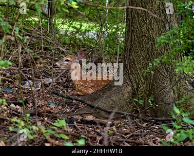 A cute small white tailed doe relaxing in the woods. The chital, also known as spotted deer, chital deer, and axis deer. Stock Photo