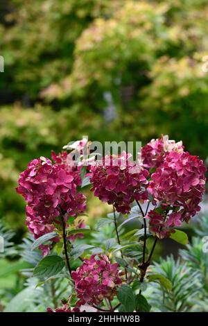 Flower Hydrangea paniculata Wims Red Stock Photo - Alamy