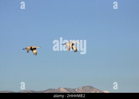 Sandhill crane Grus canadensis two birds in flight against a clear blue sky, Bosque del Apache National Wildlife Refuge, New Mexico, USA Stock Photo
