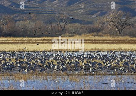Sandhill crane Grus canadensis feeding flock with Snow geese Chen caerulescens beyond, Bosque del Apache National Wildlife Refuge New Mexico USA Stock Photo